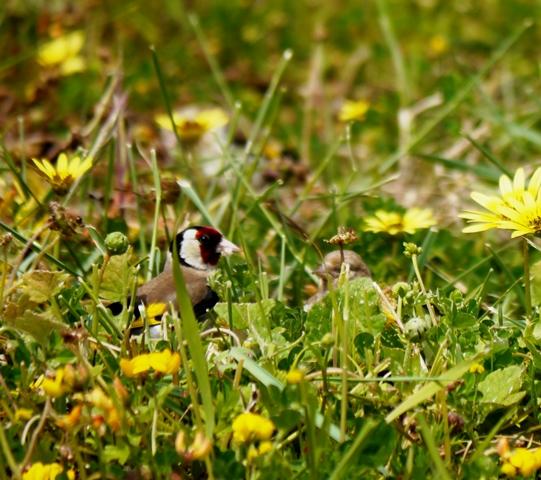 Una nueva familia de jilgueros