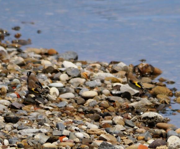 Una nueva familia de jilgueros