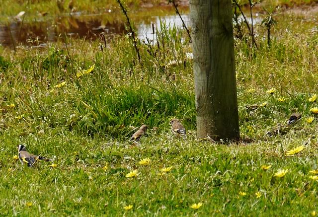 Una nueva familia de jilgueros