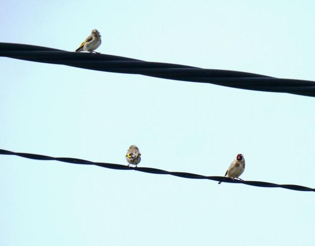 Una nueva familia de jilgueros