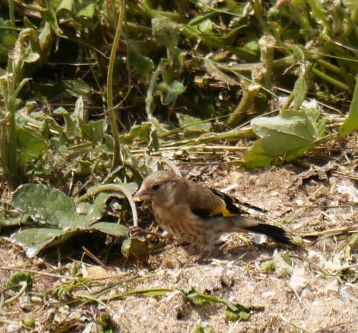 Una nueva familia de jilgueros