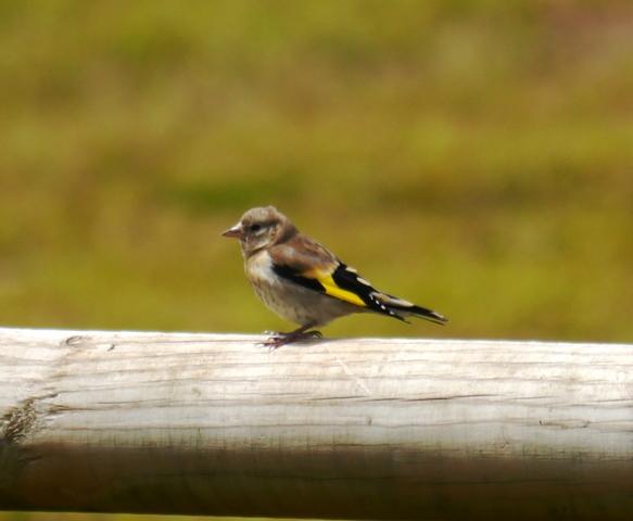 Una nueva familia de jilgueros