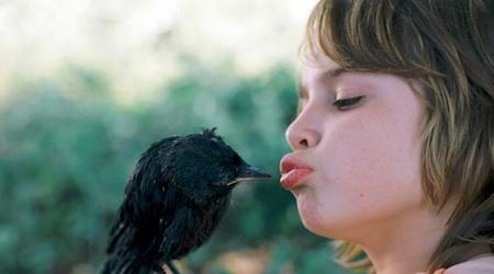 “Kauwboy”: El grajo y su madre