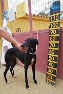 LALA. OTRA GALGA, ESTE PAÍS... (ALMERIA)