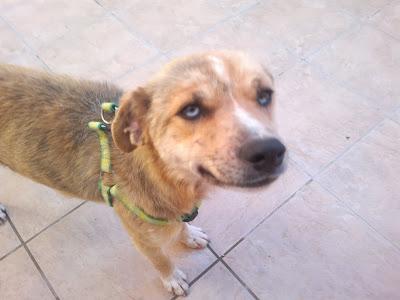 Suplico una acogida o adopción. Para una de las perritas mas dulces del mundo. (Valencia)