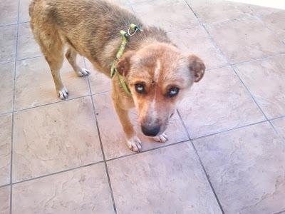 Suplico una acogida o adopción. Para una de las perritas mas dulces del mundo. (Valencia)