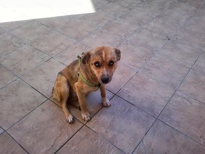 Suplico una acogida o adopción. Para una de las perritas mas dulces del mundo. (Valencia)