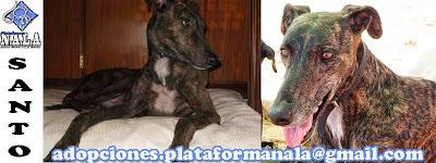 SANTO, LLEVA MESES ESPERANDO POR CULPA DE LA LEISHMANIA..