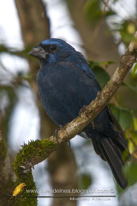 Reinamora grande (Ultramarine Grossbeak)