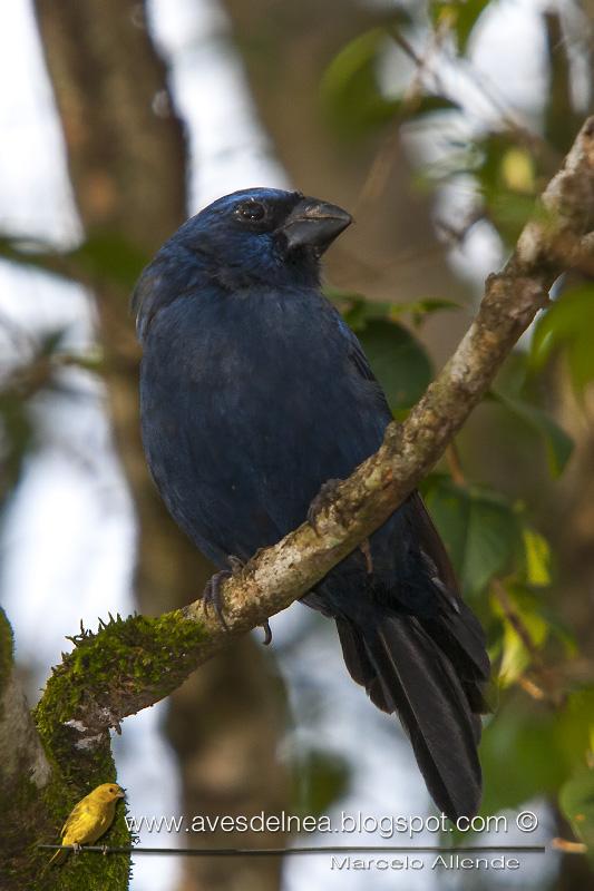 Reinamora grande (Ultramarine Grossbeak)