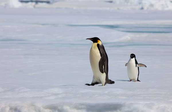 Los pingüinos no pueden volar, resuelto el misterio