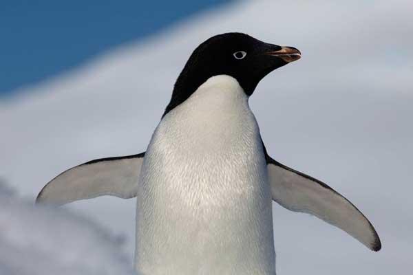 aletas de pingüino
