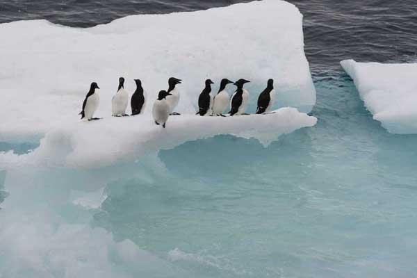 pinguinos en el hielo marino