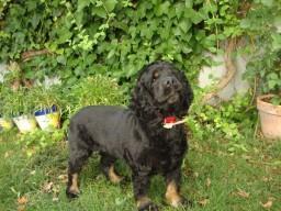 El perro con alergia alimentaria (intolerancia) Ahora