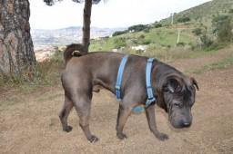 El perro con alergia alimentaria (intolerancia) Después de