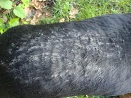 El perro con alergia alimentaria (intolerancia) Antes de