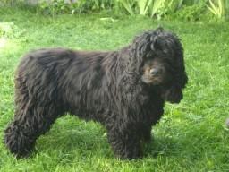 El perro con alergia alimentaria (intolerancia) Ahora