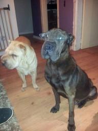 El perro con alergia alimentaria (intolerancia) Antes de