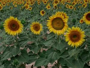 Girasoles (2005) DEJA LAS COSAS COMO SON… (I)