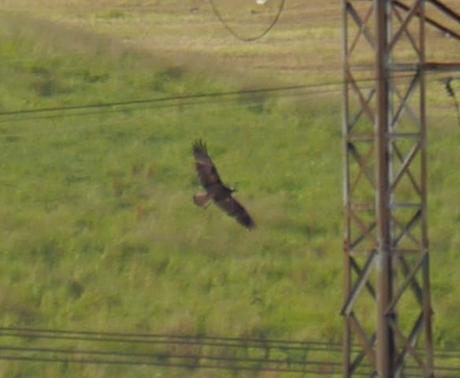 Águila pescadora, fugaz y lejos. La vida en directo