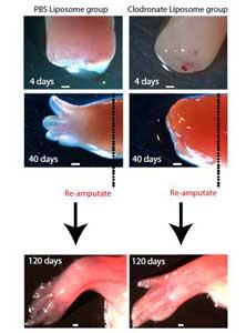 regeneración de un miembro en una salamandra