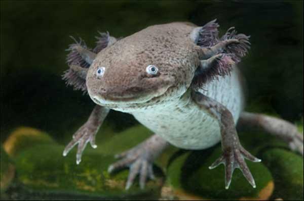 salamandra (axolotl)