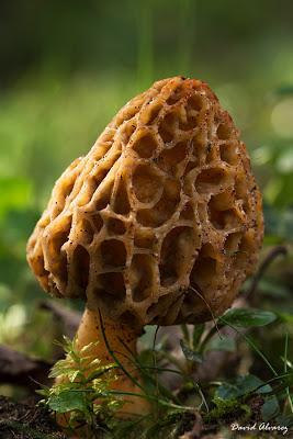 Setas de primavera: la colmenilla Setas de primavera: la colmenilla