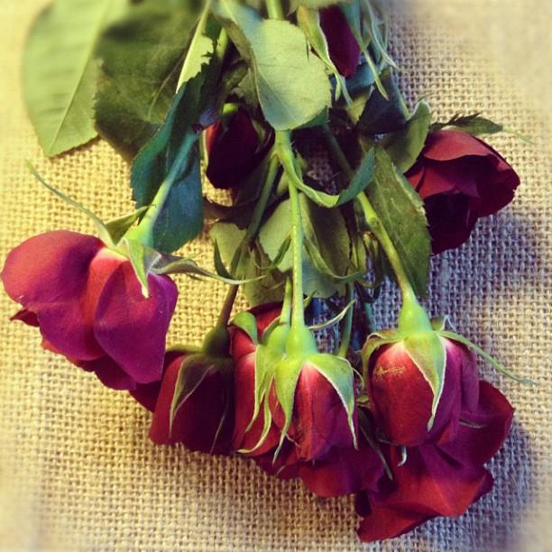 Sta Rita - Saint Rita