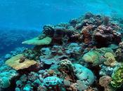 propagación arrecifes coral regida terremotos volcanes