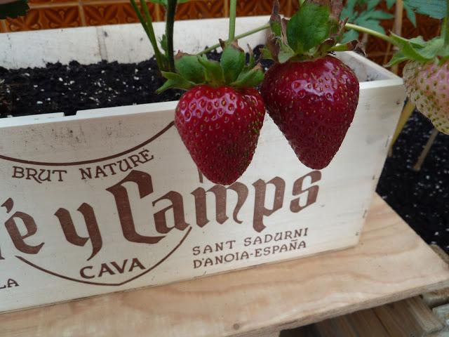 Mis primeras fresas: Batido de plátano y fresas