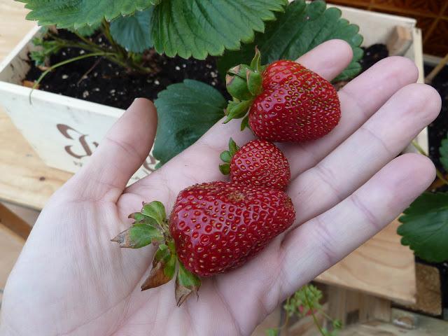Mis primeras fresas: Batido de plátano y fresas