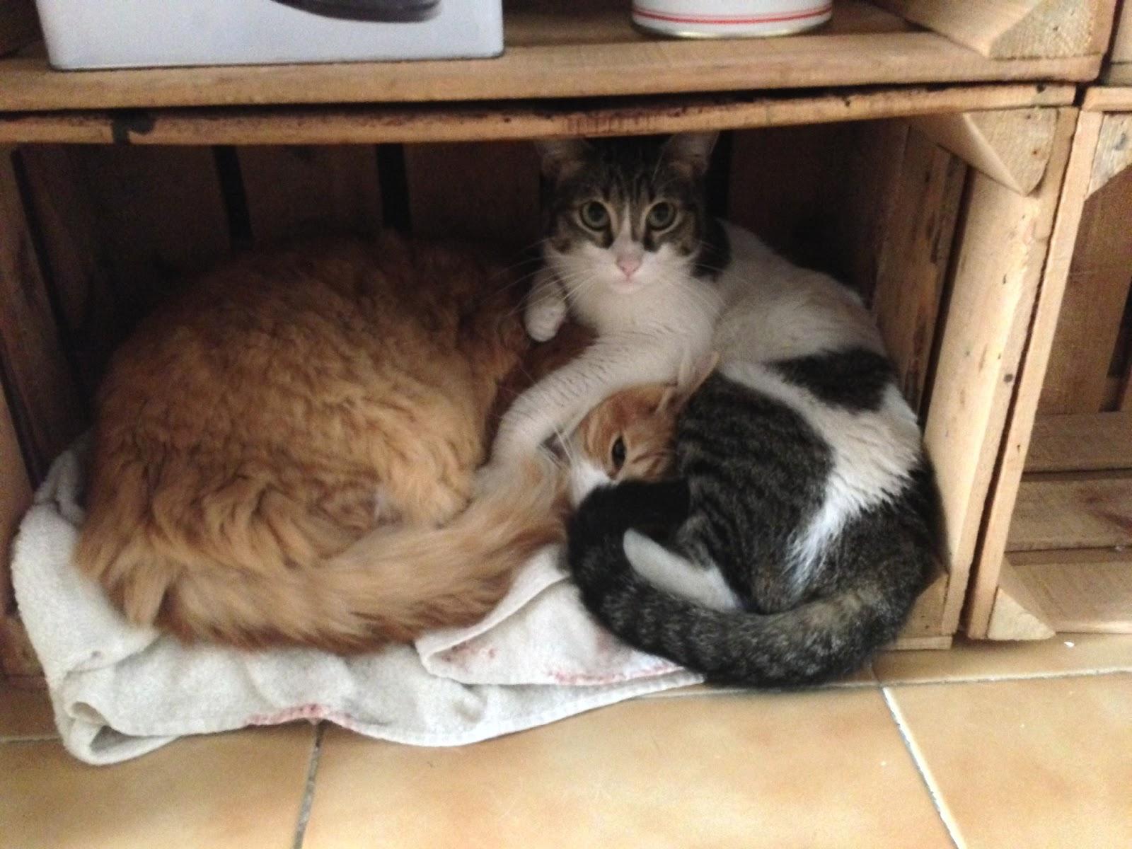 DIY: ¡Cajas de fruta para todos!