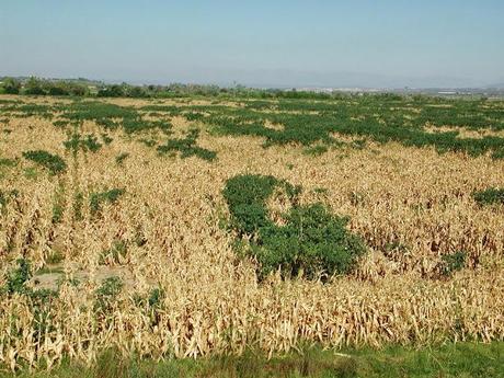 Trigo sarraceno ecológico: solo apto para valientes.