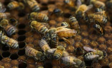 Según investigadores croatas, las abejas pueden detectar explosivos