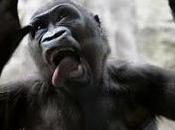 nota ideal para activar fibra gorila...