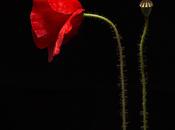 Amapola