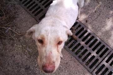 Labradora blanca en muy mal estado y en la calle. (Huelva)