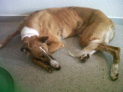 Galgo encontrado en zona centro Madrid.