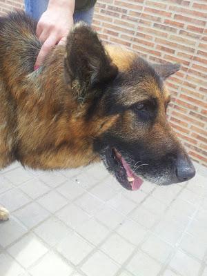 PASTOR ALEMAN ATROPELLADO.