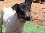 Cancelito, bodeguero precioso adopción.