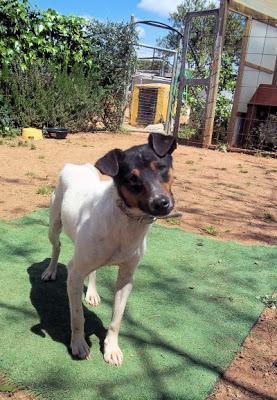 CANCELITO, BODEGUERO PRECIOSO EN ADOPCIÓN.