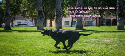 Gala, joven cruce de labrador negra, muy urgente, Murcia, pero se envía.