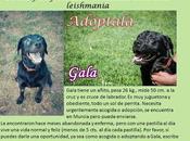 Gala, joven cruce labrador negra, urgente, Murcia, pero envía.