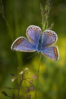 Polyommatus icarus (Rottemburg, 1775) Ícaro
