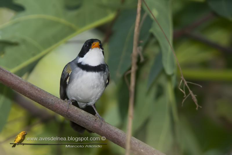 Cerquero de collar (Saffron-billed Sparrow)