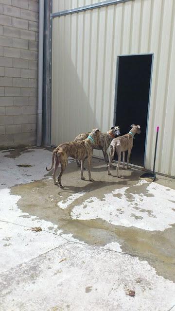 ACTUALIZACIÓN 22 DE MAYO. 11 galgos encerrados en una pocilga.