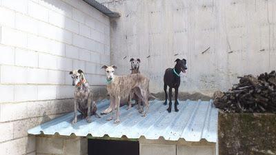 ACTUALIZACIÓN 22 DE MAYO. 11 galgos encerrados en una pocilga.