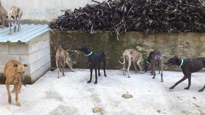 ACTUALIZACIÓN 22 DE MAYO. 11 galgos encerrados en una pocilga.