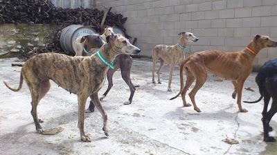 ACTUALIZACIÓN 22 DE MAYO. 11 galgos encerrados en una pocilga.