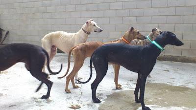 ACTUALIZACIÓN 22 DE MAYO. 11 galgos encerrados en una pocilga.